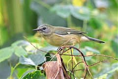 Black-throated Blue Warbler